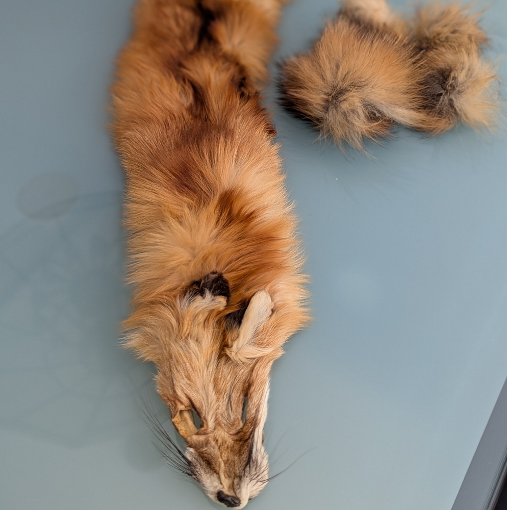 Red Fox Fur Pelt - Tanned Taxidermy, Oddities, Man Cave, Hunting Cabin Decor - Picture 3 of 14